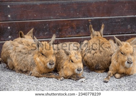 Patagonian cavy in the zoo park Royalty-Free Stock Photo #2340778239