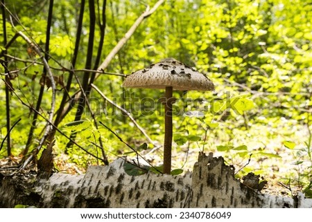 A mushroom growing in the grass in the forest on a sunny summer day