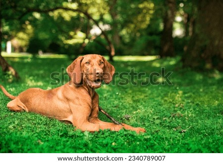 A dog of the Hungarian Vizsla breed lies on its side against the background of a green park. The dog walks and is eight months old. The photo is blurred. Horizontal photo. Royalty-Free Stock Photo #2340789007