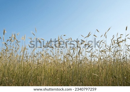 Ears of cereals in summer field against the blue sky