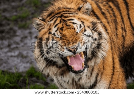 The tiger growls, with its eyes closed, expressing its feelings. Royalty-Free Stock Photo #2340808105