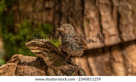 The dunnock is a small passerine, or perching bird, found throughout central Europe