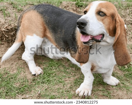 A sweet-tempered Basset Hound in the English countryside

