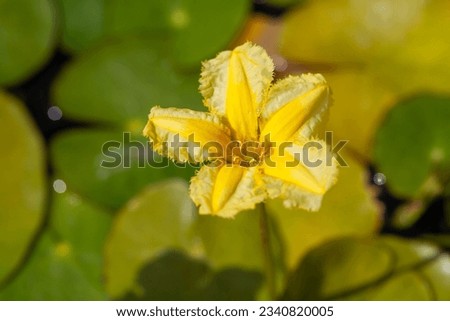 Blossom of a fringed water lily, Nymphoides peltata Royalty-Free Stock Photo #2340820005