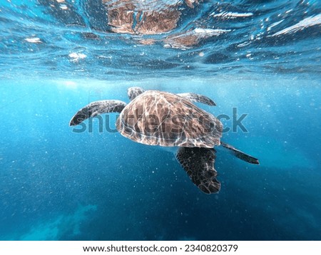 Sea turtle shot with gopro