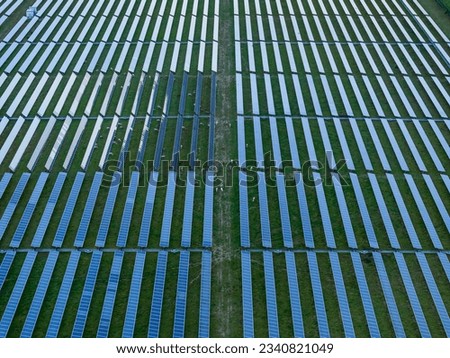 Solar field with animals in rows