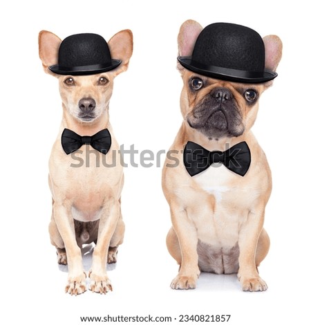 comedian classic couple of dogs ,wearing a bowler hat ,black tie and mustache, isolated on white background