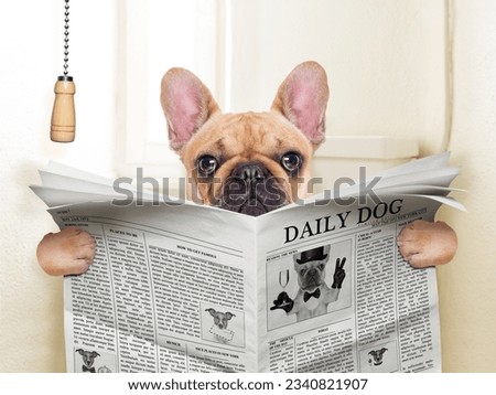 fawn french bulldog dog sitting on toilet and reading magazine