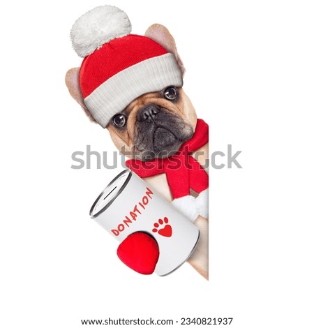 french bulldog dog with a donation can , collecting money for charity, as a winter edition , isolated on white background
