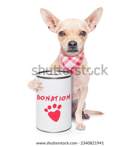 chihuahua dog with a donation can , collecting money for charity, isolated on white background
