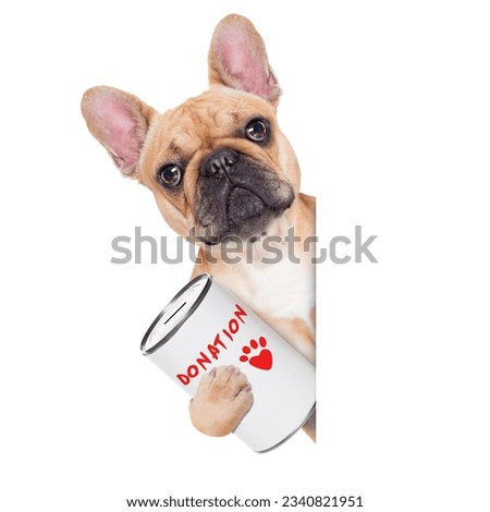 french bulldog dog with a donation can , collecting money for charity, isolated on white background