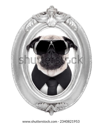 pug dog portrait in a wooden retro old frame , isolated on white background
