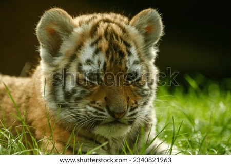 Little tiger cub lies in the grass. Royalty-Free Stock Photo #2340821963