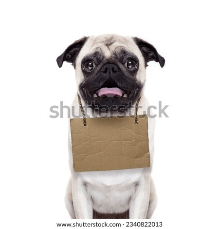 lost,homeless pug dog with cardboard hanging around neck, isolated on white background