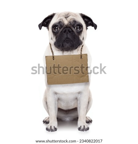 lost,homeless pug dog with cardboard hanging around neck, isolated on white background