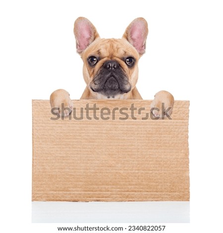 lost,homeless dog with cardboard ,isolated on white background, closed eyes looking so sad