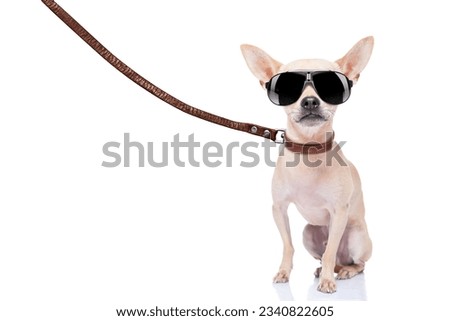 chihuahua dog ready for a walk with owner , with leather leash and cool sunglasses, isolated on white background