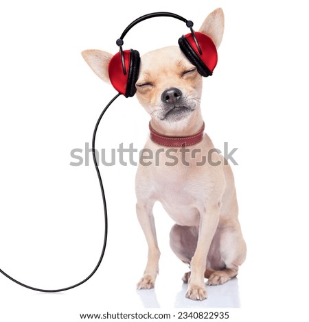 chihuahua dog listening music, while relaxing and enjoying the sound , isolated on white background