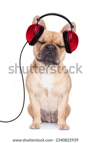 french bulldog dog listening music, while relaxing and enjoying the sound , isolated on white background
