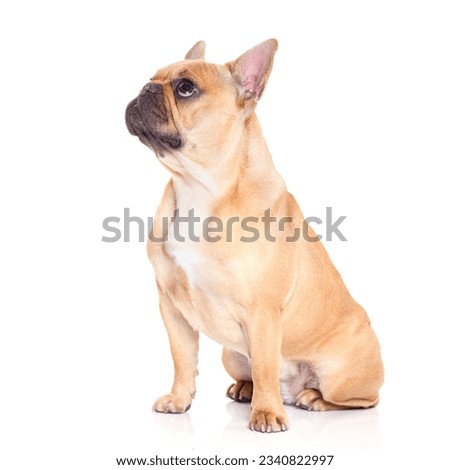 chihuahua dog ready for a walk with owner , punished by the owner, isolated on white backgorund
