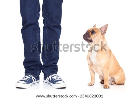 fawn bulldog dog and owner ready to go for a walk, or dog being punished for a bad behavior, isoalted on white background