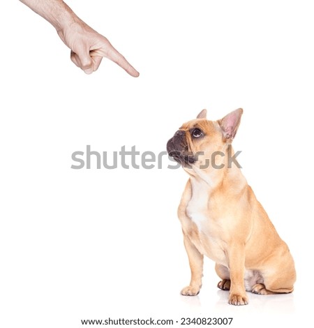 chihuahua dog ready for a walk with owner , punished by the owner for bad behavior, isolated on white background