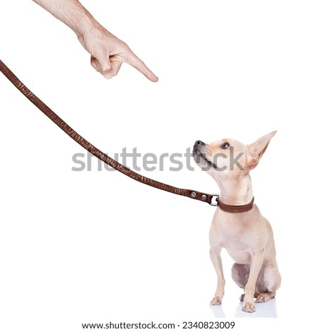 chihuahua dog ready for a walk with owner , punished by the owner