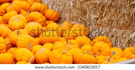 close-up of small orange pumpkins at fall festival