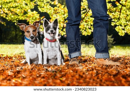 two happy dogs with owner sitting on grass in the park