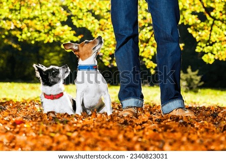 two happy dogs with owner sitting on grass in the park, looking up