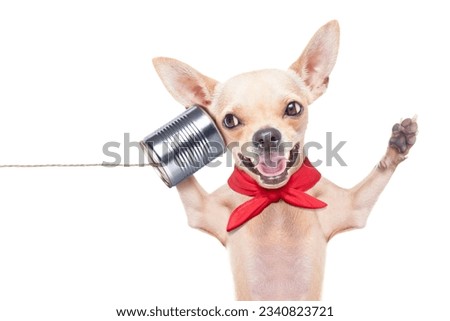 chihuahua dog talking on the phone surprised ,laughing and cheerful, isolated on white background