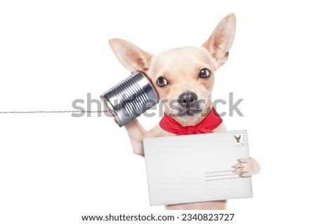 chihuahua dog talking on the phone surprised, holding a blank envelope