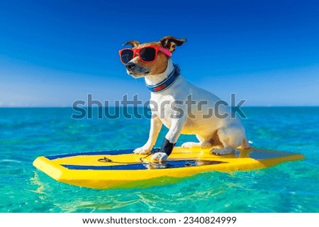 dog surfing on a surfboard wearing sunglasses at the ocean shore