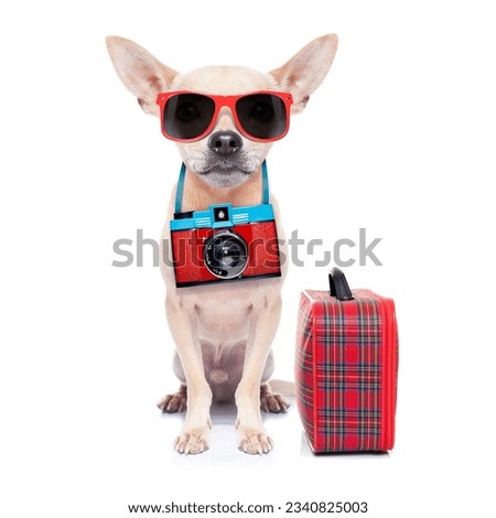 chihuahua dog with photo camera ready for summer vacation , isolated on white background