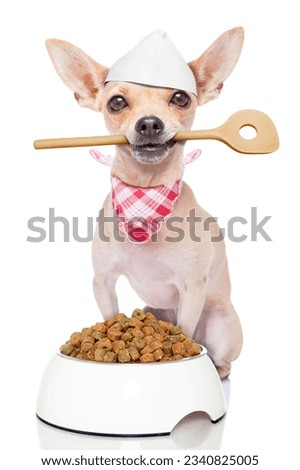chef cook chihuahua dog with a food bowl holding a cooking spoon in mouth , isolated on white background