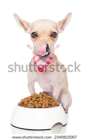 hungry chihuahua dog with a food bowl sticking out its tongue , isolated on white background