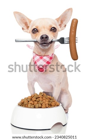 hungry chihuahua dog with a food bowl holding a fork in mouth , isolated on white background