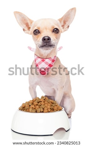 hungry chihuahua dog with a food bowl and red napkin, isolated on white background