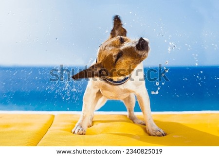 cute small dog shaking at the beach with closed eyes