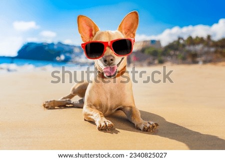 chihuahua dog at the ocean shore beach wearing red funny sunglasses and smiling