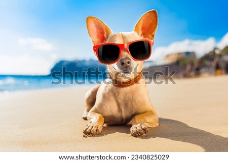 chihuahua dog at the ocean shore beach wearing red funny sunglasses Royalty-Free Stock Photo #2340825029