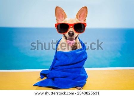 chihuahua dog at the beach having a wellness spa treatment wearing red funny sunglasses