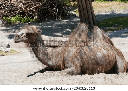 Bactrian camel in Latin called Camelus bactrianus is settled on the ground and is captured in side view. The animal is in the middle of the picture. Royalty-Free Stock Photo #2340828113