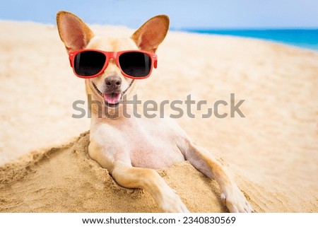 cool chihuahua dog at the beach wearing sunglasses