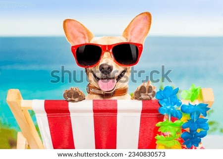 chihuahua dog at the beach having a a relaxing time on a hammock while sun tanning