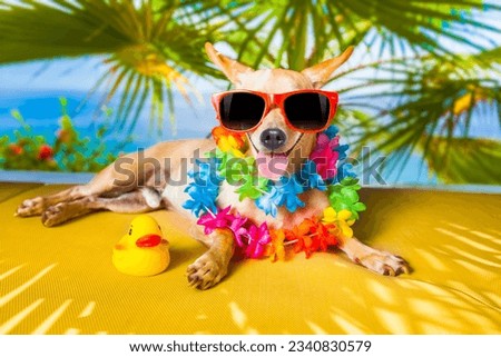 chihuahua dog under the shadow of a palm tree relaxing and resting