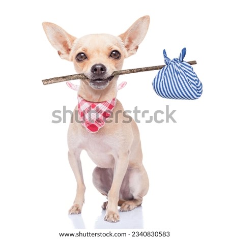 chihuahua dog ready to run away ,ready for adoption, isoalted on white background