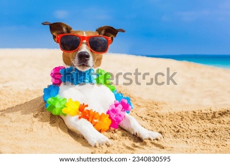dog at the beach with a flower chain at the ocean shore wearing sunglasses