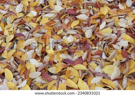 Background of multi-colored autumn leaves of a cherry tree.Autumn. Garden.