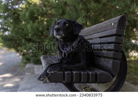 Black Labrador Retriever Mix sitting on a bench in the park.